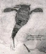 eurypterusremipes.webp eurypterusremipes.webp