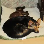 rsz_dogs_003.webp
