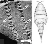 arthropod trackway.webp arthropod trackway.webp