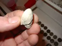 bullet from milton.webp
