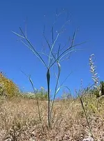 Eriogonum_inflatum Desert Trumpet.jpg