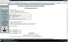 BlackDuck Band Info.webp