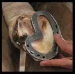 custom-shoe-2.webp