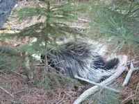 DSCF2705.webp