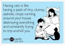 cats.webp
