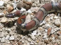 milk snake.webp