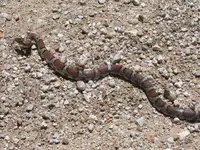 milk snake1.webp