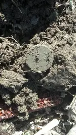 Draped Bust in Dirt.webp