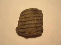 IMG_3245[1].webp