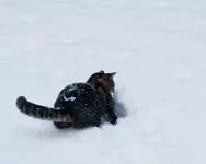 Scruffy in Snow 011512 (18)-2.webp