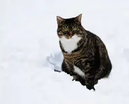 Scruffy in Snow 011512 (11) 4.webp