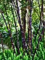 black bamboo.jpg