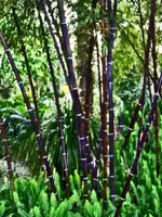 black bamboo.webp