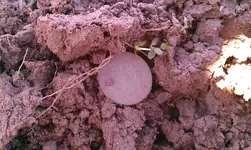 IMAG0342.webp IMAG0342.webp