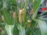 popcorn1-300x225.webp