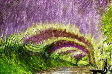 kawachi fuji garden.webp
