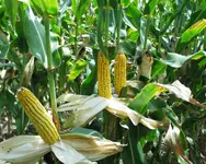 corn.webp