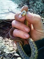 14-in garter snake.webp 14-in garter snake.webp