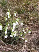 flowers funde 864.webp flowers funde 864.webp