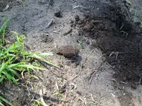 Grenade1.webp