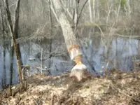easter hunt 001.webp