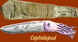 cephalopod_fossil_ill.webp