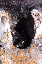 image-4074484103.webp