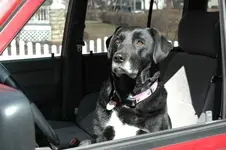 maggie.webp