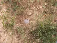 CRS1.webp