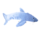 animated_shark_2.gif