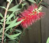bottlebrush.webp