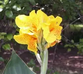 yellowandorangeflower.webp