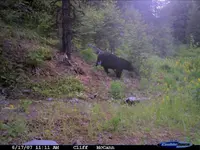 Eagle ck. bear.webp