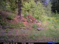 Eagle ck. cougar.webp