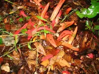 FUNGI003.webp