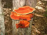 FUNGI2.webp