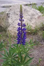 flower1.webp