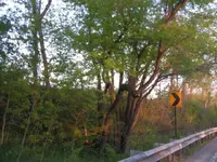 1pointer tree.webp