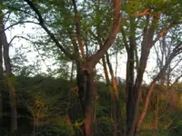 2pointer tree.webp