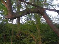 3pointer tree.webp