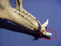 hog lower jaw tooth.webp
