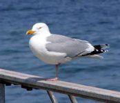 herring gull.jpg