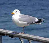 herring gull.webp