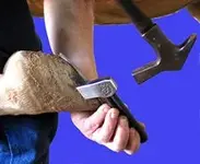 Clinch cutter under horse.webp