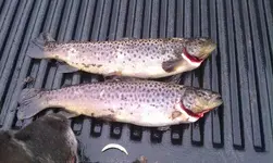 image-163550008.webp