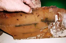 shipwreck musket remains 2 RESIZED bottom.webp shipwreck musket remains 2 RESIZED bottom.webp