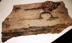 shipwreck musket remains 2a RESIZED.webp