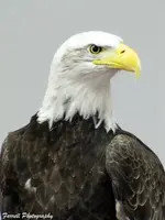 Bald Eagle and Great Horned Owls 043c.webp