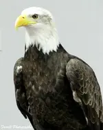 Bald Eagle and Great Horned Owls 051c.webp