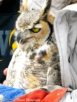 Bald Eagle and Great Horned Owls 060c.webp